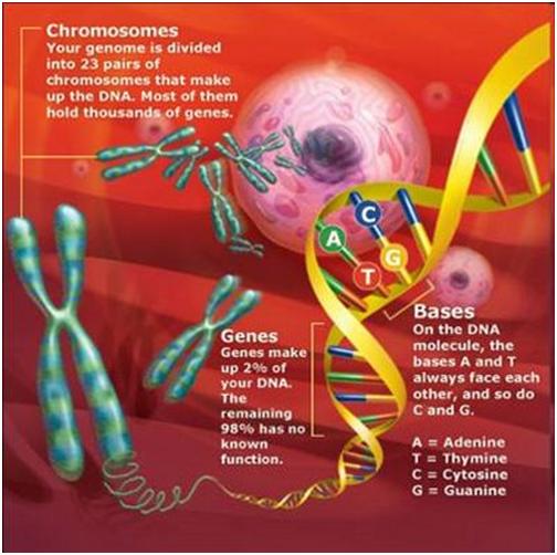 Sel manusia yang mengandung 22 autosom dan 1 kromosom y